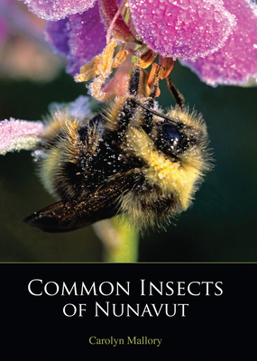 Common Insects of Nunavut By Carolyn Mallory Cover Image