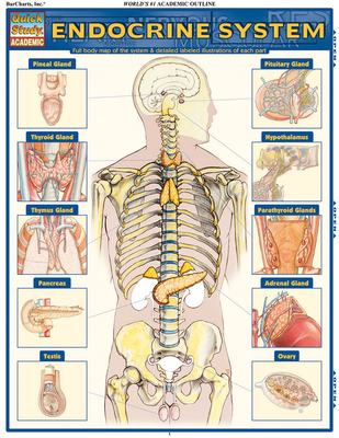 Endocrine System: Quickstudy Laminated Anatomy Reference Guide By Vincent Perez Cover Image