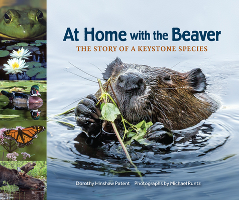 At Home with the Beaver: The Story of a Keystone Species By Dorothy Hinshaw Patent, Michael Runtz (Photographer) Cover Image