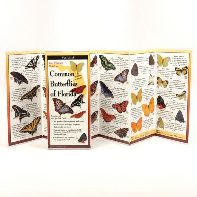 Common Butterflies of Florida By Rick Cech, Rick Cech (Illustrator) Cover Image