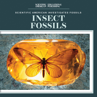 Fossil Insect Examples Insect Fossils Examples