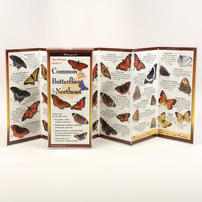 Common Butterflies of the Northeast By Rick Cech, Rick Cech (Illustrator) Cover Image