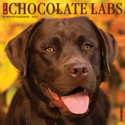Just Chocolate Labs 2024 12 X 12 Wall Calendar Cover Image