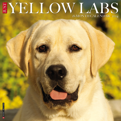 Just Yellow Labs 2024 12 X 12 Wall Calendar Cover Image