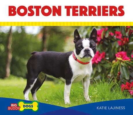 Boston Terriers (Big Buddy Dogs) By Katie Lajiness Cover Image