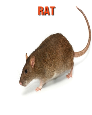Rat: Amazing Facts about Rat Cover Image