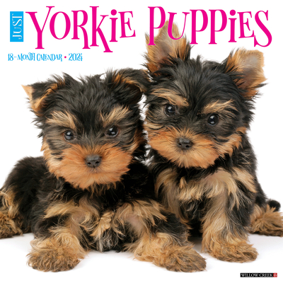 Just Yorkie Puppies 2024 12 X 12 Wall Calendar By Willow Creek Press Cover Image