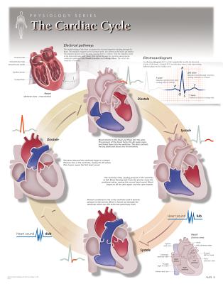 The Cardiac Cycle Wall Chart: 8140 Cover Image
