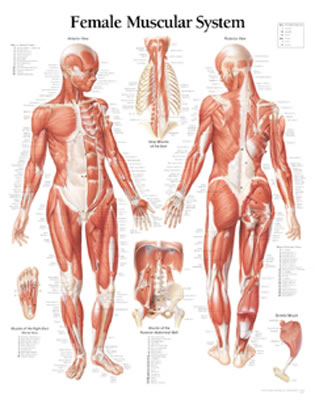 Muscular System Female Chart: Laminated Wall Chart By Scientific Publishing (Other) Cover Image