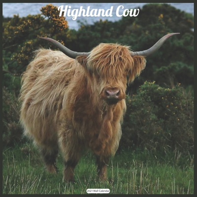 Highland Cow 2021 Wall Calendar: Official Highland Cow Wall Calendar 2021 Cover Image