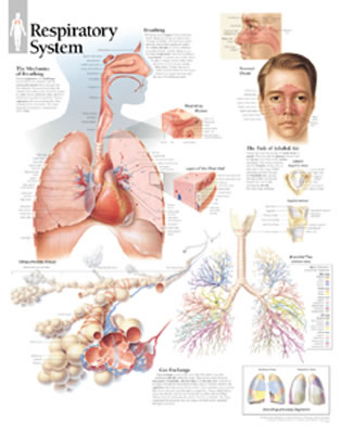Respiratory System Chart: Wall Chart Cover Image