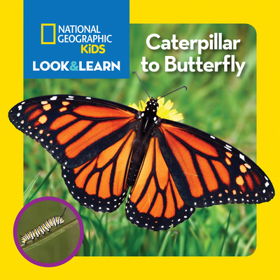 National Geographic Kids Look and Learn: Caterpillar to Butterfly (Look & Learn) By National Geographic Kids Cover Image