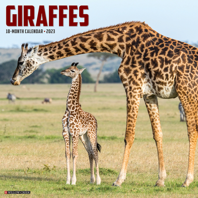 Giraffes 2023 Wall Calendar By Willow Creek Press Cover Image