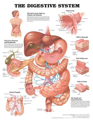 The Digestive System Anatomical Chart Cover Image