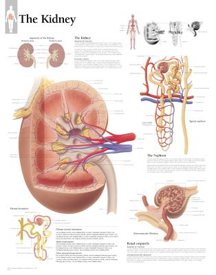 The Kidney Chart: Wall Chart Cover Image