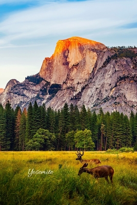 Yosemite: Deer In Valley Cover Image