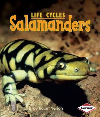 Salamanders (First Step Nonfiction -- Animal Life Cycles)