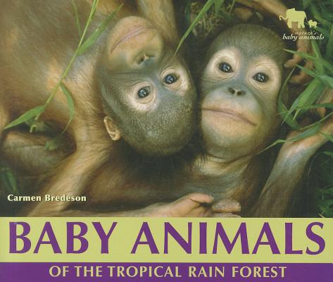 Baby Animals of the Tropical Rain Forest (Nature's Baby Animals)