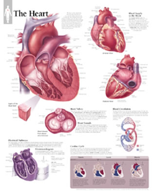 The Heart Chart: Wall Chart Cover Image