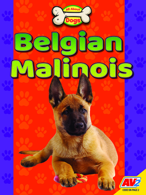 Belgian Malinois (All about Dogs) By Katie Gillespie Cover Image