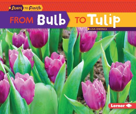 From Bulb to Tulip (Start to Finish)