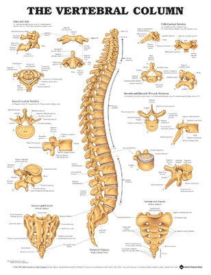 The Vertebral Column Anatomical Chart By Anatomical Chart Company (Prepared for publication by) Cover Image
