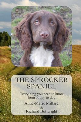 sprocker spaniel for sale
