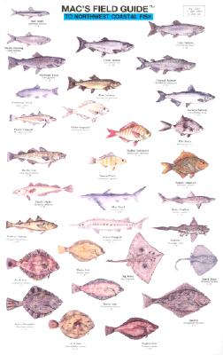 Mac's Field Guides: Northwest Coastal Fish (Mac's Guides)