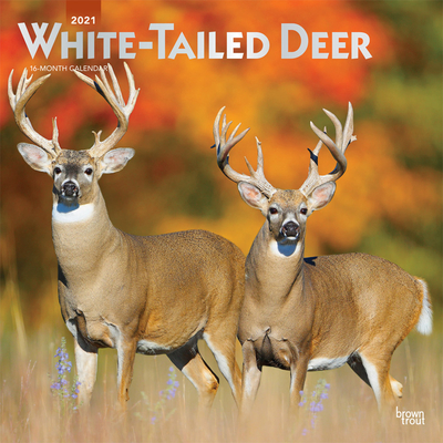 White Tailed Deer 2021 Square Foil Cover Image