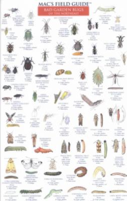 Mac's Field Guides: Northeast Garden Bugs (Mac's Guides (Charts)) Cover Image