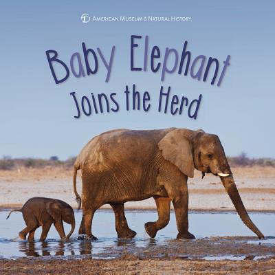 In Search of Baby Elephants 