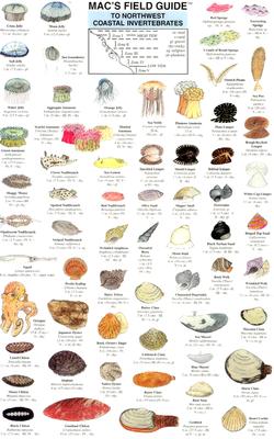 Macs Field Guide To Northwest Coastal Invertebrates Macs Field Guides
Macs Guides Charts