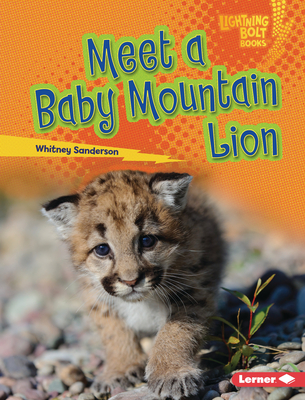 Meet a Baby Mountain Lion (Lightning Bolt Books (R) -- Baby North American Animals)