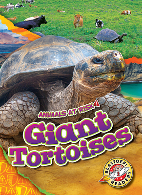 Giant Tortoises (Animals at Risk) By Rachel Grack Cover Image
