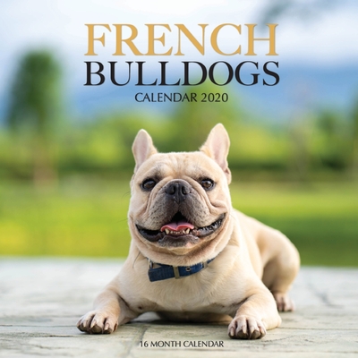 French Bulldogs Calendar 2020: 16 Month Calendar (Paperback) | Gramercy  Books
