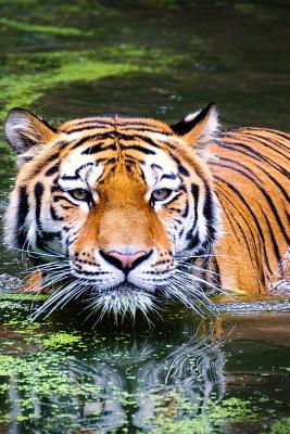 Swimming Tiger: As the Largest Species in the Big Cat Family, Tigers Have More Surface Area That Heats Up, Which Is Probably Why They By Planners and Journals Cover Image
