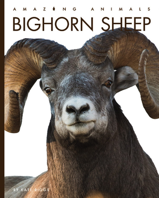Bighorn Sheep (Amazing Animals) By Kate Riggs Cover Image