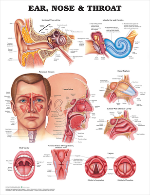 Ear, Nose and Throat Anatomical Chart Cover Image