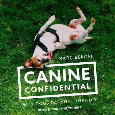 Canine Confidential Lib/E: Why Dogs Do What They Do By Marc Bekoff, Kirby Heyborne (Read by) Cover Image