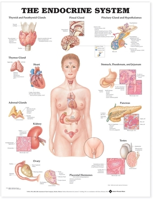 The Endocrine System Anatomical Chart Cover Image