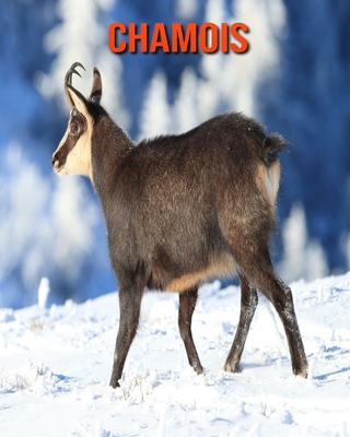 Chamois: Beautiful Pictures & Interesting Facts Children Book About Chamois Cover Image