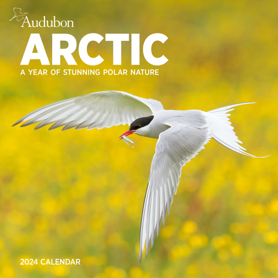 Audubon Arctic Wall Calendar 2024: A Year of Stunning Polar Nature By Workman Calendars, National Audubon Society Cover Image
