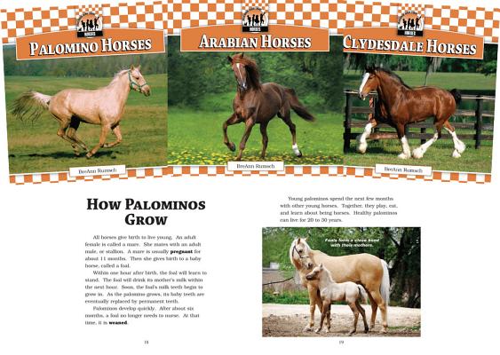 Horses Set 1 (Set) By BreAnn Rumsch Cover Image