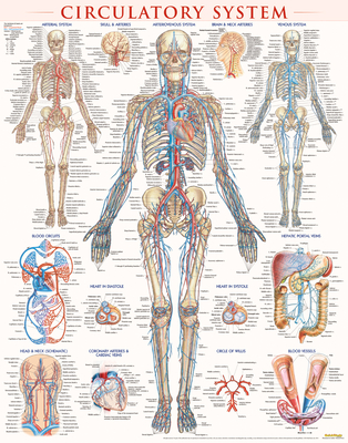 Circulatory System Poster (22 X 28 Inches) - Laminated: A Quickstudy Anatomy Reference Cover Image
