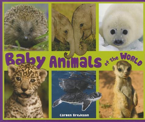 Baby Animals of the World (Nature's Baby Animals)