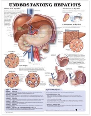 Understanding Hepatitis Anatomical Chart Cover Image