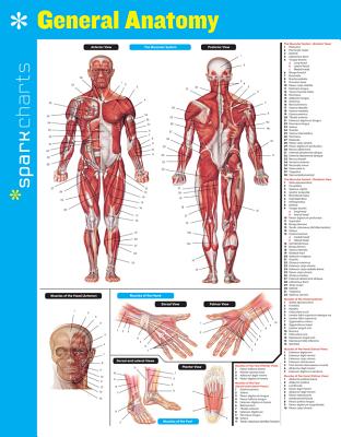 General Anatomy Sparkcharts: Volume 24 By Sparknotes Cover Image
