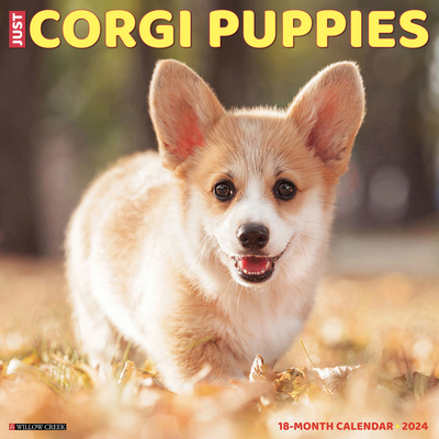 Just Corgi Puppies 2024 12 X 12 Wall Calendar Cover Image