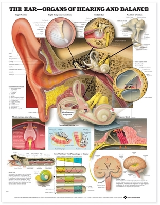 The Ear: Organs of Hearing and Balance Anatomical Chart Cover Image