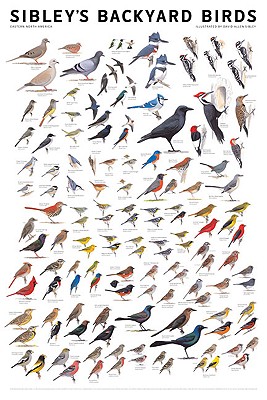 Sibley's Backyard Birds: Eastern North America By David Allen Sibley (Illustrator) Cover Image